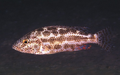Nimbochromis polystigma 'Otter Point'